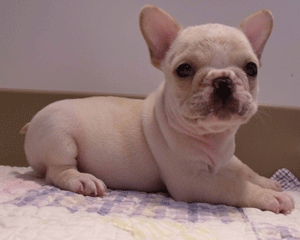 french bulldog puppy