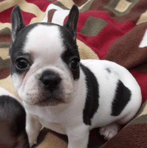 french bulldog puppy