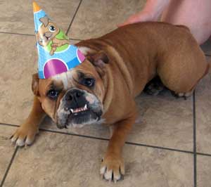 B-day dog