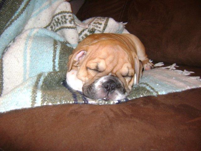 Buster