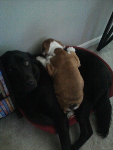 Bella & Elvis