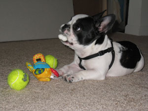 Brutus