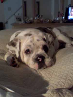 Finnegan